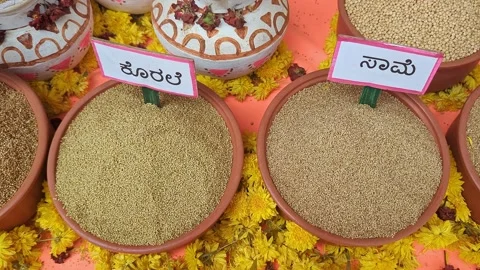Closeup of traditional Indian millets displayed at krishi mela showcasing g.. Vídeos de archivo 334553143