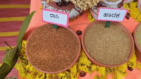 Closeup of traditional Indian millets displayed at krishi mela showcasing g.. 스톡 동영상 334553172