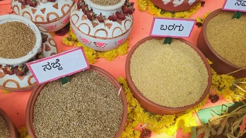 Closeup of traditional Indian millets displayed at krishi mela showcasing g.. Vídeos de archivo 334553260
