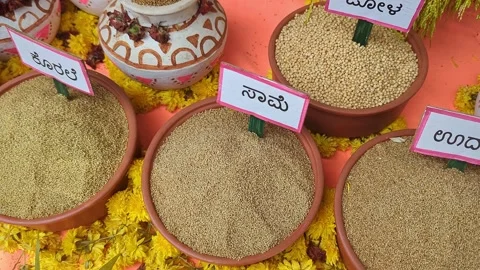 Closeup of traditional Indian millets displayed at krishi mela showcasing g.. Vídeos de archivo 334553322