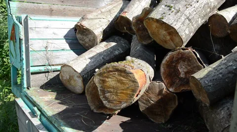 Closeup of trailer and worker load tree logs for firewood Stock Footage 32780655