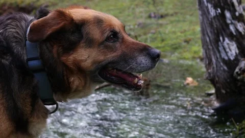 Closeup Tranquil German Shepherd by Forest River Stock Footage 268642594