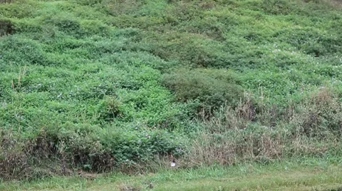 Closeup of transit bus zooming Video stock 8651344