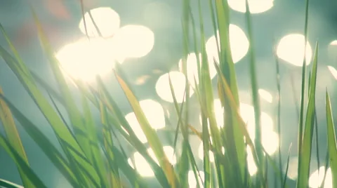 Closeup of transparent grass in the wind with blur waiving water and sparkles. Vídeos de archivo 47221758