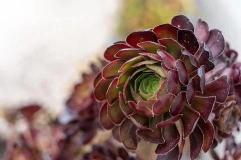 Closeup of a tree aeonium 스톡 사진