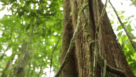 Closeup on tree and forest floor in Sao Tome 스톡 동영상 149123170