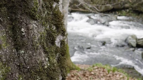 Closeup tree and a mountain river in the background Stockbeeldmateriaal 88810254