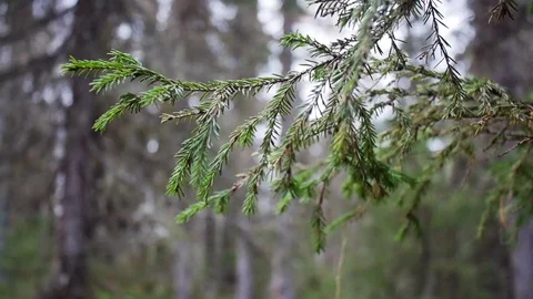 Closeup tree background bokeh. Christmas Stock Footage 70742746