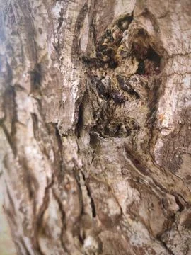 Closeup tree bark 10 Stock Photos