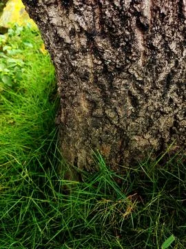 Closeup tree bark 100 Stock Photos