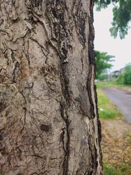 Closeup tree bark 101 Stock Photos