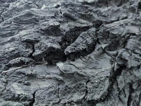 Closeup tree bark 107 Stock Photos