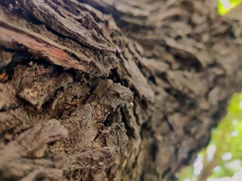 Closeup tree bark 108 Stock Photos
