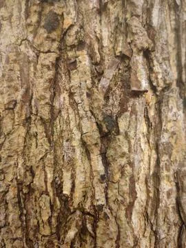 Closeup tree bark 11 Stock Photos