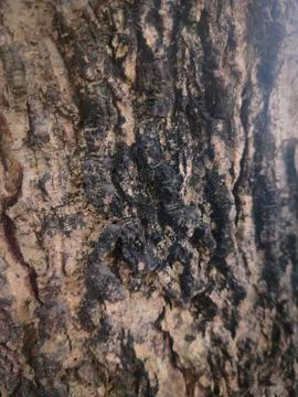 Closeup tree bark 12 Stock Photos