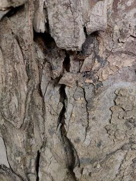 Closeup tree bark 128 Stock Photos