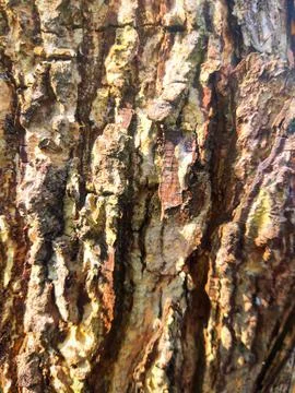 Closeup tree bark 13 Stock Photos