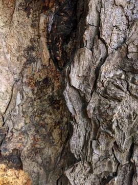 Closeup tree bark 131 Stock Photos