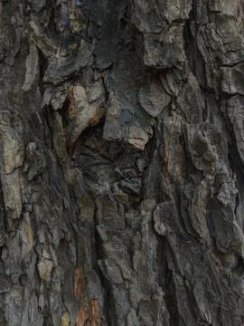 Closeup tree bark 139 Stock Photos