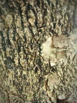 Closeup tree bark 14 Stock Photos