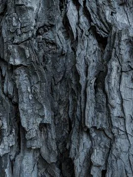 Closeup tree bark 140 Stock Photos