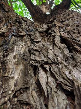Closeup tree bark 141 Stock Photos