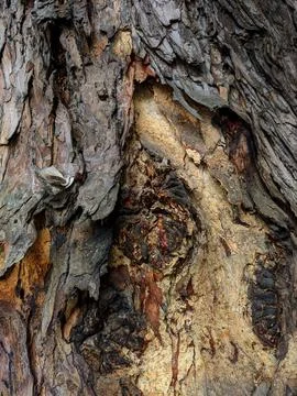 Closeup tree bark 142 Stock Photos