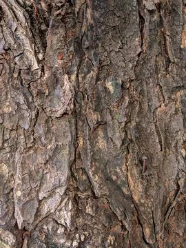 Closeup tree bark 144 Stock Photos