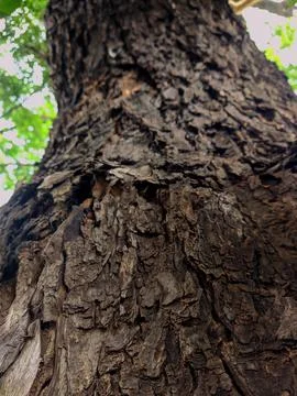 Closeup tree bark 146 Stock Photos