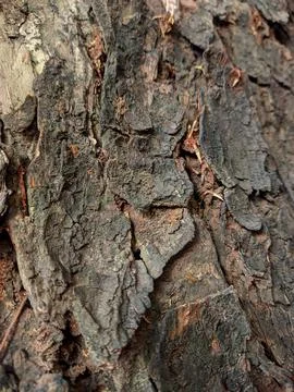 Closeup tree bark 147 Stock Photos