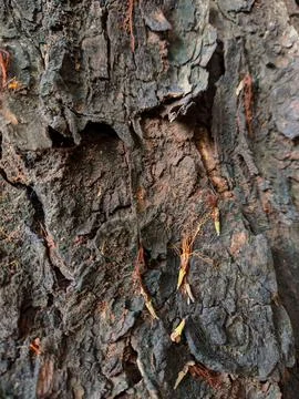 Closeup tree bark 148 Stock Photos