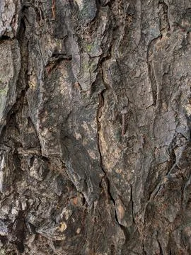 Closeup tree bark 149 Stock Photos