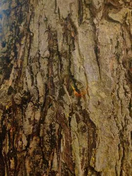 Closeup tree bark 15 Stock Photos