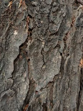 Closeup tree bark 150 Stock Photos