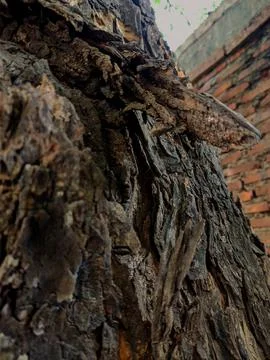 Closeup tree bark 151 Stock Photos