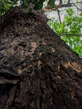 Closeup tree bark 152 Stock Photos