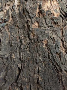 Closeup tree bark 153 Stock Photos