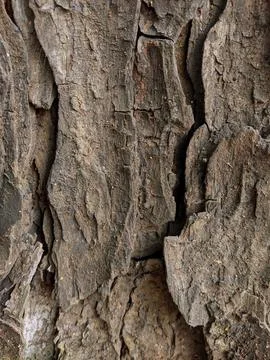 Closeup tree bark 154 Stock Photos
