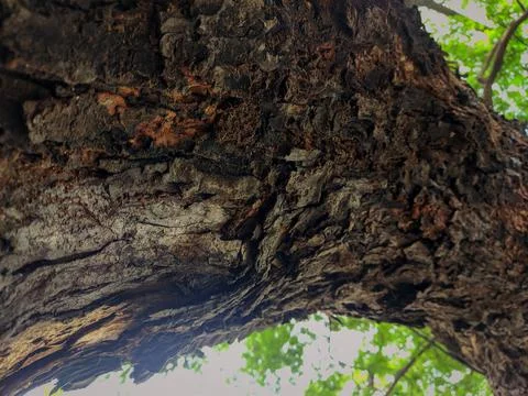 Closeup tree bark 155 Stock Photos