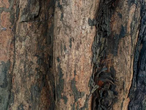Closeup tree bark 156 Stock Photos
