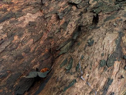 Closeup tree bark 159 Stock Photos