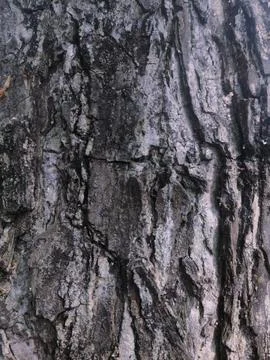 Closeup tree bark 16 Stock Photos