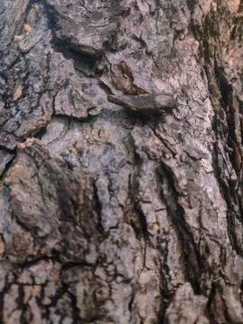 Closeup tree bark 16 Stock Photos