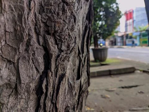 Closeup tree bark 161 Stock Photos