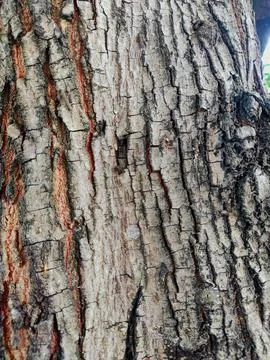 Closeup tree bark 164 Stock Photos
