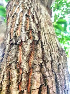 Closeup tree bark 165 Stock Photos