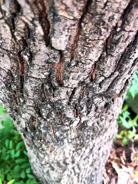 Closeup tree bark 166 Stock Photos