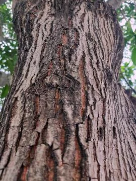 Closeup tree bark 167 Stock Photos