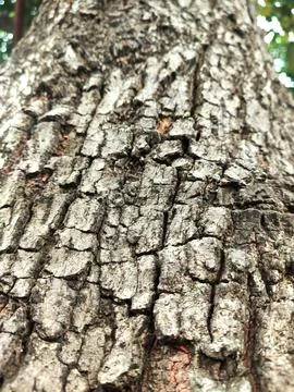 Closeup tree bark 168 Stock Photos