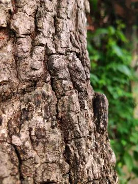 Closeup tree bark 169 Stock Photos